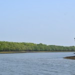 Mangrove Majesty